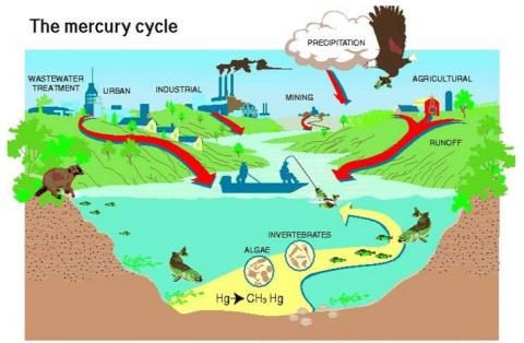 Mercury In Europe S Environment Trinomics